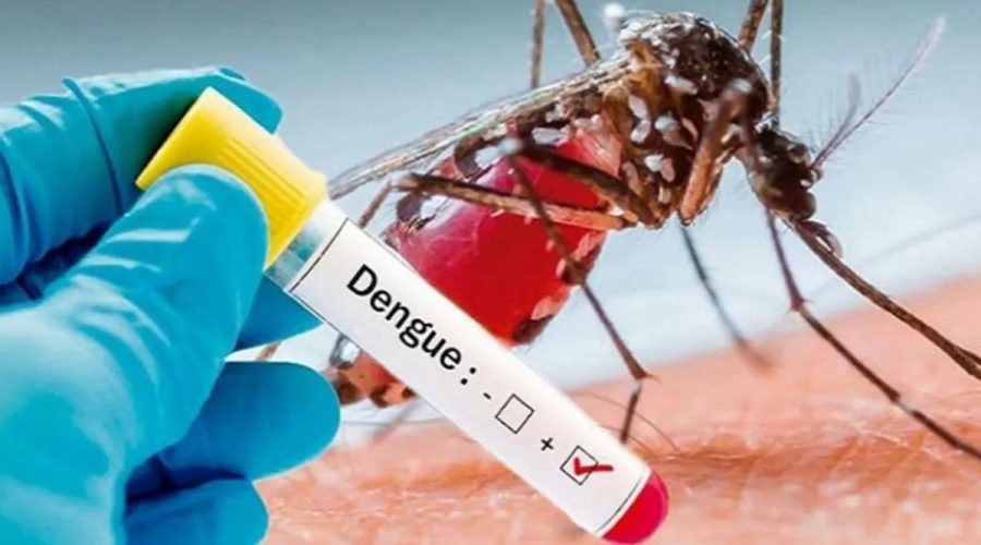 Dengue Cases