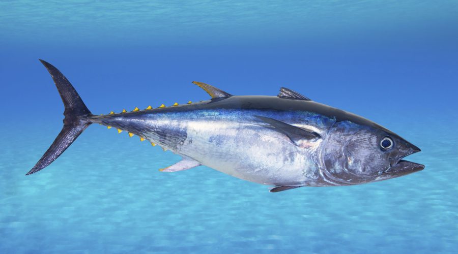 Tuna